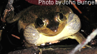 Carpenter Frog adult calling